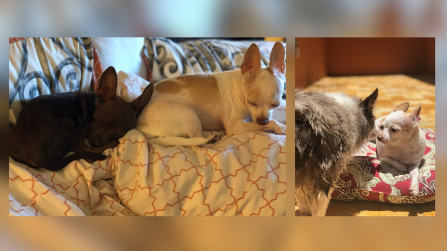 Pearl and enzo
