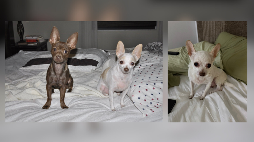 Pearl and enzo
